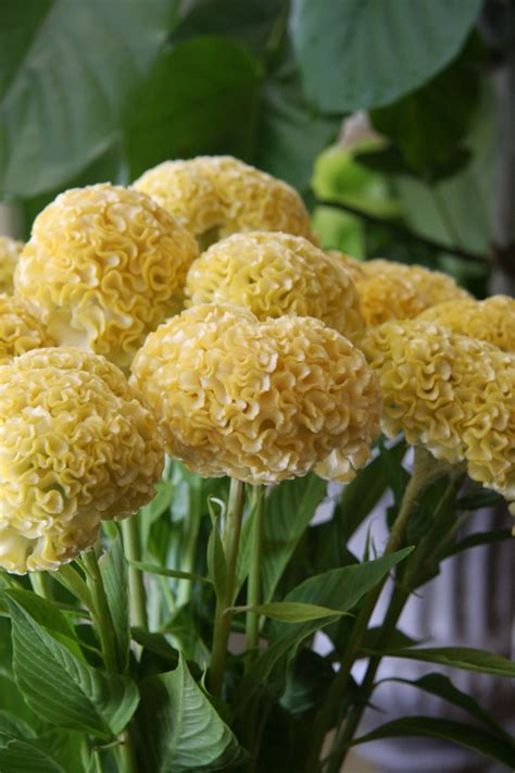 celosia - super fun shape | Yellow flower arrangements, Celosia flower, Flowers photography