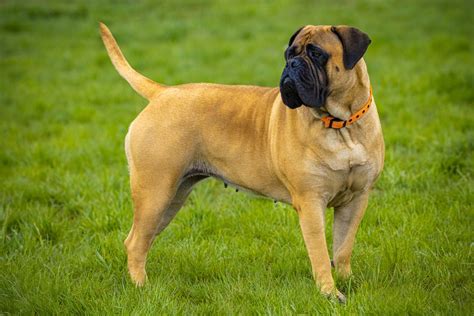 Bullmastiff Dog Breed Facts: History, Health Traits, and ...