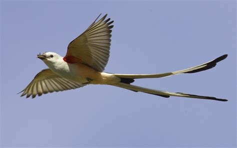 Birds: Scissor-Tailed Flycatcher