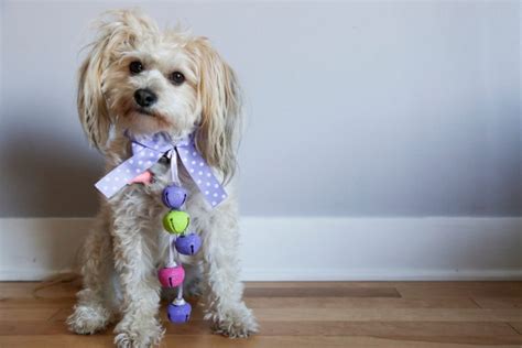 Easter Costumes and Treats for Pets | Oakland Veterinary Referral Services