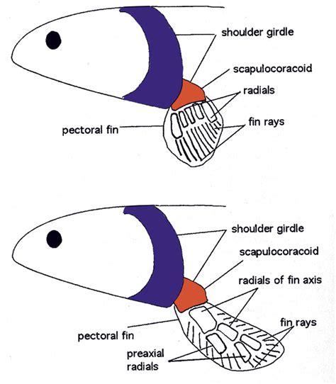 Ray- versus lobe-finned fish: a lobe-finned fish (bottom) has... | Download Scientific Diagram