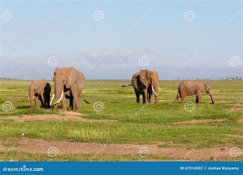 Elephants in Amboseli stock photo. Image of conservation - 67014302