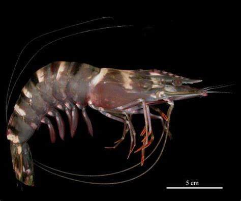 Penaeus monodon (Giant tiger prawn)