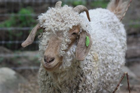 Colored Angora Goats – Hickory Hill Fiber Farm