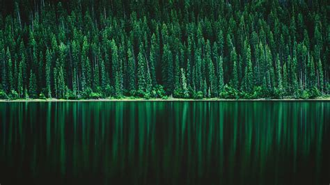 Green Pine tree Forest 5K Wallpapers | HD Wallpapers | ID #29558