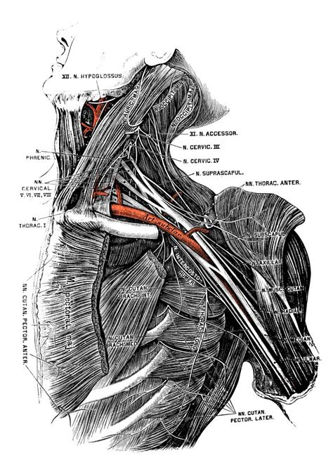 Types of Brachial Plexus Block - Detroit Anesthesia Services