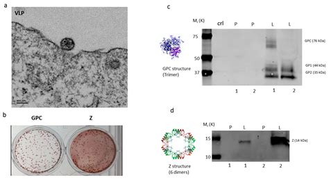 Pathogens | Free Full-Text | A Single Dose of Modified Vaccinia Ankara Expressing Lassa Virus ...