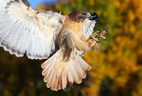 Red-Tailed Hawk Facts: Animals of North America - WorldAtlas.com