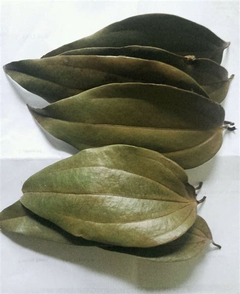 DRIED CINNAMON LEAVES 50 FREE POSTAGE NATURAL LEAVES #South...- DRIED CINNAMON LEAVES 50 FREE ...