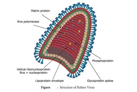 Rabies Virus - Morphology, Pathogenesis, Animal Infection, Laboratory Diagnosis, Antirabic ...