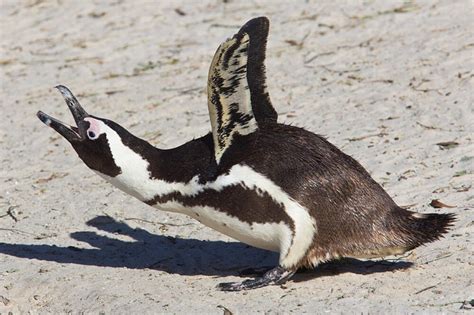 African Penguin Facts, Size, Habitat, Lifespan, Pictures