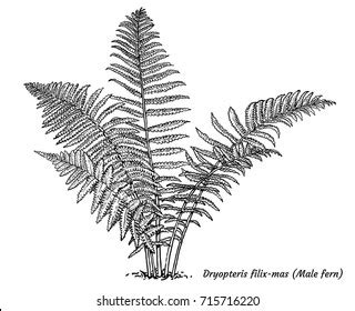 Fern Sketch Photos, Images & Pictures | Shutterstock