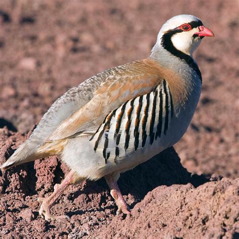 Hawaiʻi Birding Trails | chukar