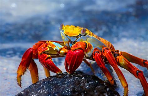 Top 10 Galapagos Islands Animals & Wildlife Spotting Tips - Rainforest ...