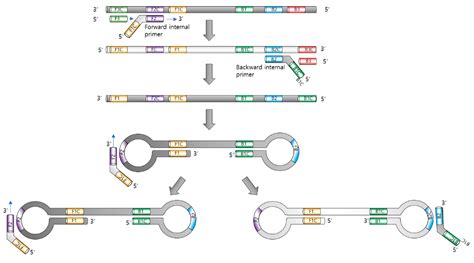 Biosensors | Free Full-Text | Principles and Applications of Loop ...