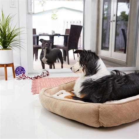 Flea Treatment for Home: How to Get Rid of Fleas in Your Home