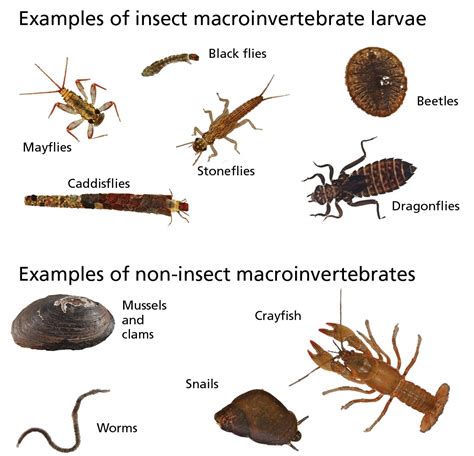 An introduction to the benthic macroinvertebrate community at Fredericksburg and Spotsylvania ...