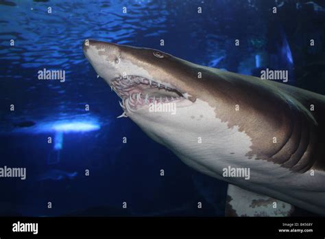 shark in newport aquarium Stock Photo: 19783707 - Alamy