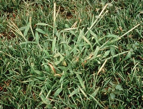 How Does Pre-emergent Crabgrass Control Work? - Tomlinson Bomberger