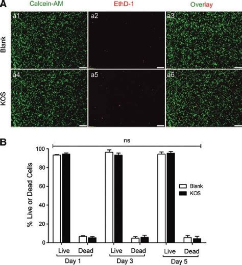 Cell viability assays using Calcein-AM and EthD-1 costaining. Cells ...