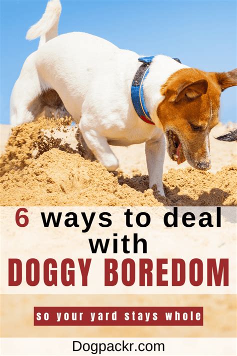 Is My Dog Bored? 7 Symptoms of Dog Boredom (and Help!) - dogpackr