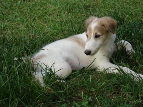 Borzoi Dog Info, Mixes, Temperament, Training, Puppies, Pictures