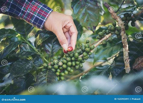 Woman Hand is Harvesting the Coffee Beans, Picking Coffee Bean Stock Image - Image of farm ...