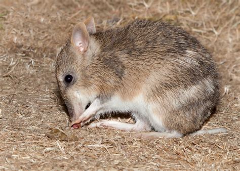 #ThreatenedThursday: Eastern Barred Bandicoot | The Foundation for Australia's Most Endangered ...