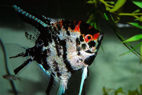 Which Live Plants are Good for Angelfish?