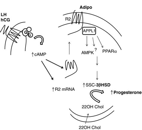 A schematic of the events within the granulosa cell depicting how the... | Download Scientific ...