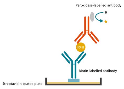 Antigen-based assays