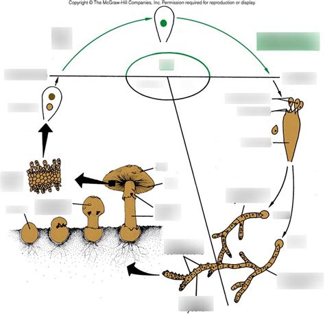 Basidiomycota Life Cycle Diagram | Quizlet