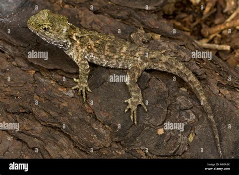 Tuatara (Sphenodon punctatus) is threatened by invasive species and the ...