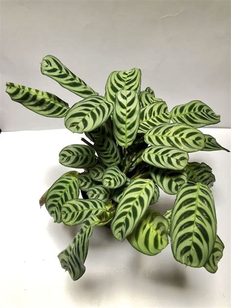 Pin on Rare and Unusual Tropical Plants