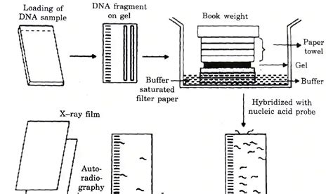 Southern blotting - Basic principle & Steps ~ Biotechfront