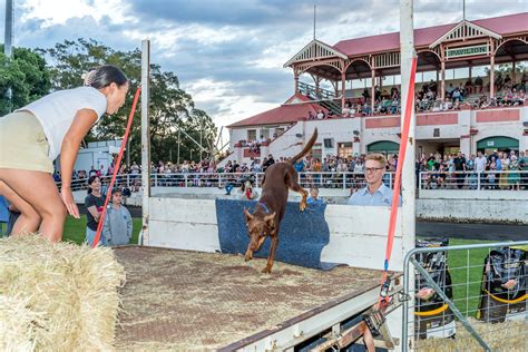 Dog High Jump - Nowra Show Society