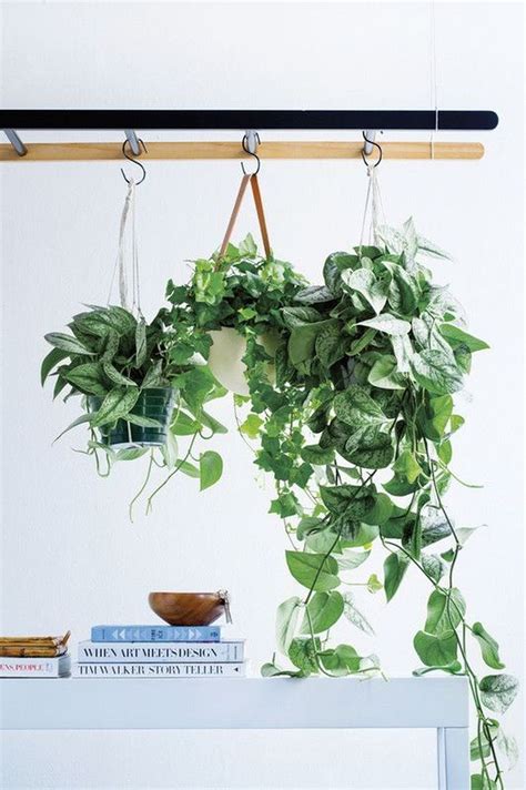 30+ Inspiring Hanging Plants Ideas for Bathroom - TRENDHMDCR | Hanging plants, Bathroom plants ...