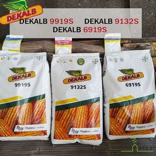 DEKALB Corn Hybrid Seeds –(10 kilos) 35,000 KERNELS- BAYER Crop Science – DEKALB 9919S, 9132S ...