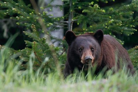 The Complete Guide to Wildlife Viewing in Banff National Park