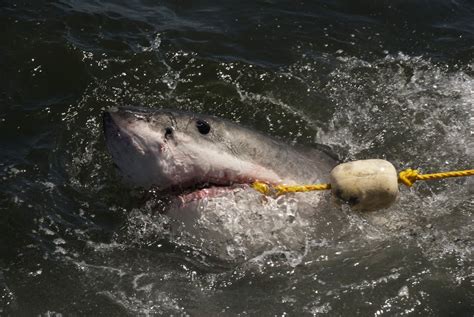 Florida Family Catches Great White Shark While Fishing - Newsweek