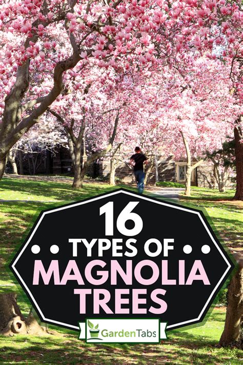 16 Types Of Magnolia Trees