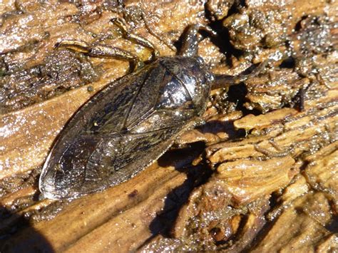 Giant Water Bug (U.S. National Park Service)