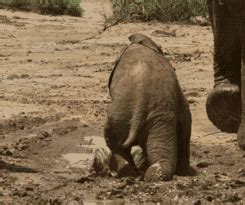 Animals Make Falling Look Very Funny (24 gifs) - Izismile.com