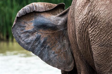 African Elephant Ears