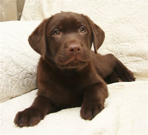 Yellow, Chocolate, & Black Labrador Retriever Puppies for Sale | Hidden ...