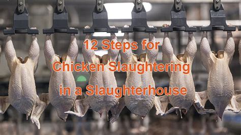 12 Steps For Chicken Slaughtering in a Slaughterhouse