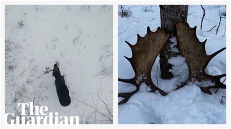 Moose shedding antlers in snowy forest captured in rare drone footage ...