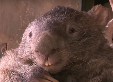 Meet Patrick, the Biggest, Oldest Wombat in the World - Atlas Obscura