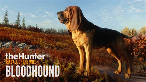 theHunter: Call of the Wild™ - Bloodhound - Epic Games Store