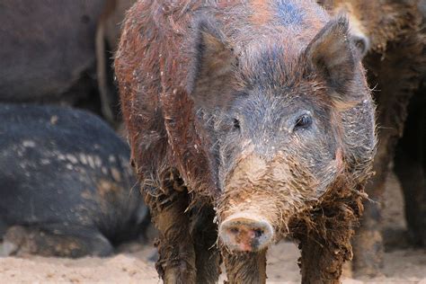 Montana Puts Plan in Place to Keep Canadian Feral Hogs Out | Pork Business